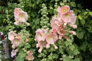 Roses tr&eacute;mi&egrave;res