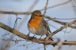 Les petits gestes pour les oiseaux en hiver