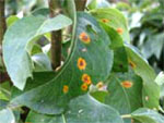 Rouille sur feuilles de poirier
