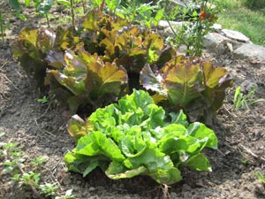 Salades au potager