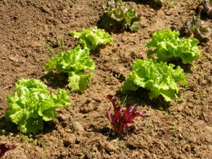 Jeunes plants de salade en ligne