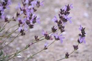 Sauge lavandulifolia