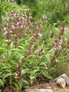 Sauge officinale