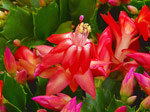 Schlumbergera