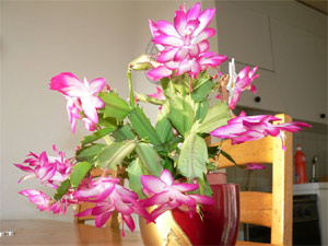 Schlumbergera