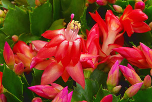 Schlumbergera rouge en fleurs