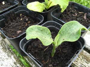que planter ou semer en janvier