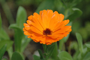 Fleur de souci