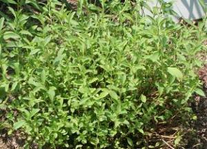 Un plant de Stevia cultiv&eacute; en pleine terre.