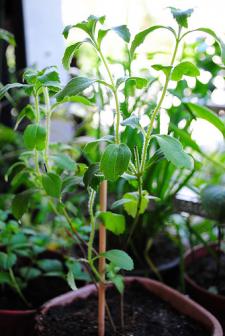 Un plan de Stevia cultiv&eacute; en pot