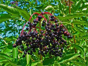 Sureau - sambucus nigra