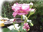 Les fleurs fan�es