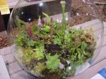 Cr�ez un terrarium