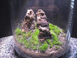 Terrarium style volcanique