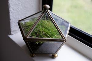 Petit terrarium