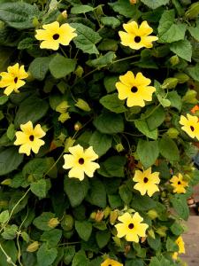 Thunbergia alata - suzanne aux yeux noirs