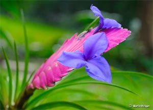 Fleur de tillandsia Cyanea