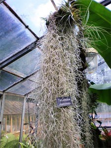 tillandsia usneoides