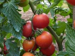 Tomate : semis, plantation et culture