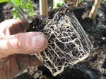 R�alisez un potager 100% naturel !