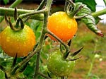 Prolonger la saison des tomate