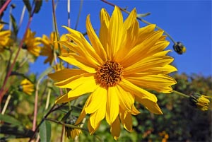 Fleur de topinambour