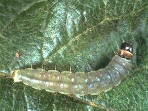 Le parasite dans le monde