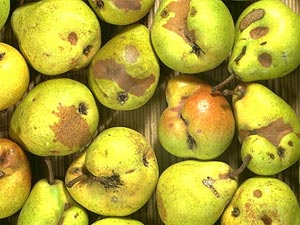 Dégâts de tordeuse sur poires
