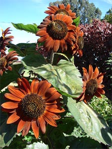Fleurs de tournesol - vari&eacute;t&eacute; d&eacute;corative