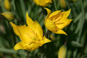Tulipe sauvage - D.R.
