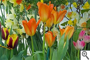 Tulipes et narcisses en massif