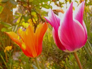 Tulipes