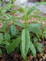 Verveine citronnelle
