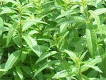 Verveine citronnelle
