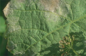 Mildiou sur feuille de vigne