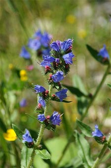 Vipérine