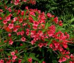 Weigelia en fleurs