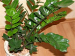 Zamioculcas