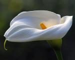 Arum