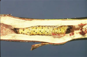 Chenille de zeuzère