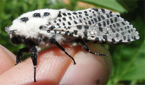 Zeuzère (papillon)