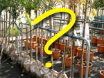 Choisir un arbre fruitier