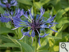 Fleurs des jardins de montagne