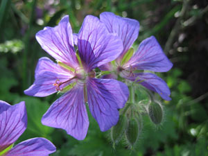 Images de plantes fleurie. Geranium