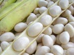 Haricot blanc