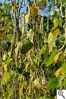Haricots grimpants au jardin