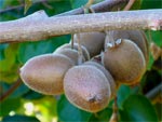 Kiwi : des fleurs puis des fruits