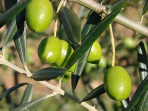 l olivier plante
