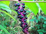 Phytolacca americana ou raisin d'Am�rique