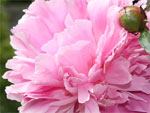 Plantation des pivoines